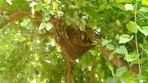 Vecinos alertados por una colmena de abejas en Las Heras