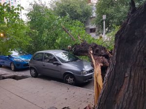 Mendoza: ¿por qué se caen los árboles durante las tormentas?