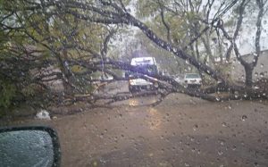 San Rafael: por la fuerte tormenta un hombre murió golpeado por un árbol