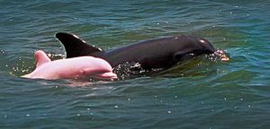 Video: apareció un mítico delfín rosado con una cría