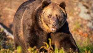 Era falsa la noticia del hombre que estuvo en la cueva de un oso