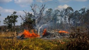 Incendio en el Amazonas: ¿cuál es el efecto inmediato de la catástrofe?