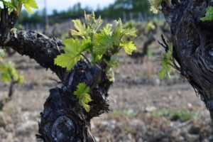 Primeros brotes en las plantas: ¿es normal en esta época?