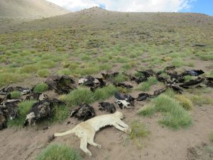 Mendoza demanda a los responsables de la matanza de cóndores