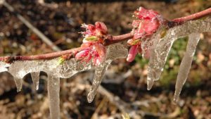 Heladas: Gobierno declaró la Emergencia Agropecuaria para ayudar a los productores