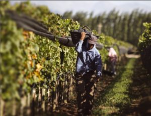 Denuncia de viñateros a las bodegas por posición dominante