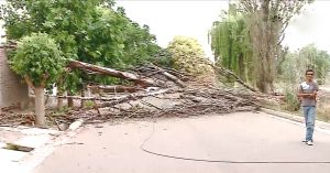 Las Heras: por la tormenta un árbol se cayó en el medio de la calle