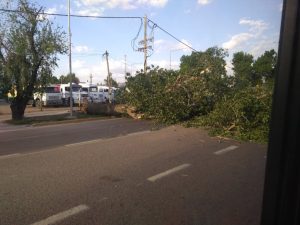 El fuerte viento de la mañana tumbó árboles