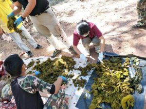 Hallaron muerto a un ciervo con 7 kilos de plástico y basura en su estómago