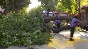 La tormenta tumbó a un árbol en una zona muy transitada de Guaymallén