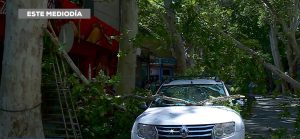 Ciudad: una rama cayó sobre un café en pleno centro