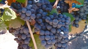 Vitivinicultura: menos uva esta cosecha y un reclamo de las cooperativas