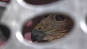 Día del Animal: Liberaron aves recuperadas en el Parque General San Martín