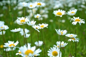 ¿Cómo estará el primer lunes de primavera?