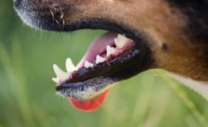 Un hombre fue atacado por perros cuando les quiso dar de comer