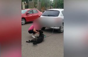 ¿Cómo se encuentra el perro arrastrado por 7 cuadras por una mujer en Tunuyán?