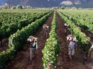 Precios Máximos: Liberaron el precio del vino