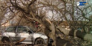 Viento Zonda: ¿qué tenés que hacer si te cayó una rama de árbol al auto?