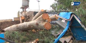 Tormenta en San Martín: un árbol de gran tamaño destruyó una pared y una parada de colectivo