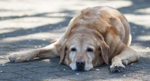 Todo lo que tenés que saber para prevenir a tu mascota de los golpes de calor