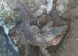 Una familia mendocina encontró un lagarto en su finca