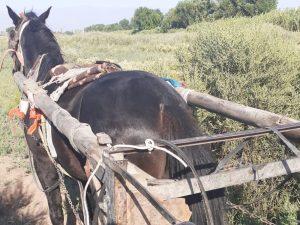 Detuvieron a 2 ladrones que robaban de todo en una carreta y tenían a maltraer a una zona de Guaymallén