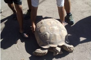 ¡Impresionante! Una tortuga gigante apareció en pleno centro de San Rafael