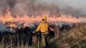 Video: así mueren los animales por los incendios en Corrientes