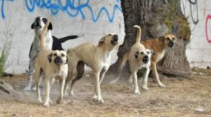 Conmoción en San Juan: una jauría de perros atacó y mató a un hombre de 53 años