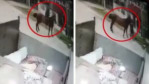 Video: Le robaron a dos niños ¡a caballo!