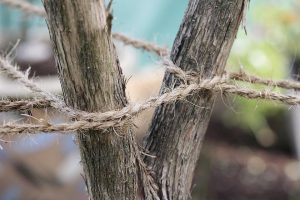 Jugaba con una soga en un árbol y murió ahorcado