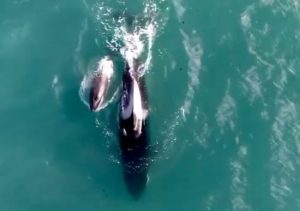 Emocionante video: es viral una orca nadando junto a su cría en la Península de Valdés