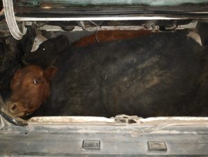 Encontraron a mendocinos llevando vacas vivas y faenadas en el baúl