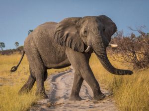 Elefante "endemoniado": mató a una mujer de 70 años, apareció en el funeral y la volvió a atacar