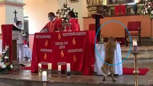 El ladrón más bonito: un perro se robó el "Cuerpo de Cristo" de una Misa