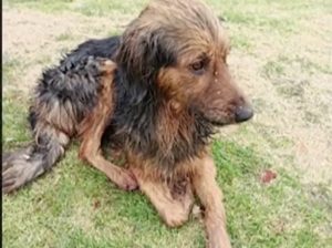 Temor en San Martín por alguien que le arranca las uñas a los perros