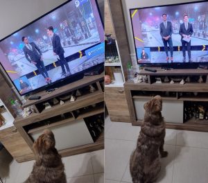 Conocé a Chop, el perro que se sienta a mirar Canal 9 y es fan del noticiero