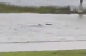 Video: el huracán Ian provocó que un tiburón nade por las calles de Florida