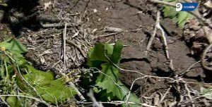 "Es increíble todo lo que tenemos que pasar": la piedra le destruyó todo a los productores