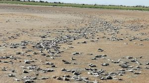 Crisis hídrica: desapareció la mítica laguna de Las Salinas en San Rafael