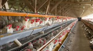 Preocupa la gripe Aviar: murieron más de 220 mil gallinas y confirmaron 40 casos en el país