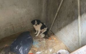 Video: indignación por una mujer que tiró a su perrito a la basura