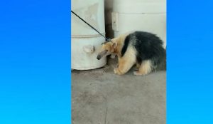 El oso melero encontrado en el Este de Mendoza será llevado a un centro de conservación