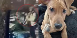 Indignación por el video de un hombre que tiró su perro a la basura