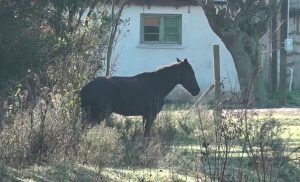 Una adolescente murió tras chocar en moto contra un caballo en Uspallata