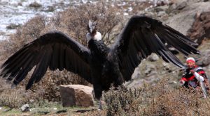 En imágenes: así liberaron a un cóndor en Mendoza