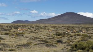 Buscan declarar a La Payunia mendocina como Patrimonio de la Humanidad: dónde se encuentra y qué atractivos ofrece