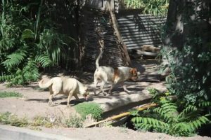 Macabro hallazgo en Mendoza: encontraron a un hombre muerto comido por perros