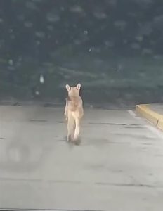 Video: unas mendocinas se encontraron con un Puma en plena ruta de Cacheuta