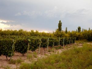 Un hombre se negó a que cultivaran marihuana en su finca y le dispararon con una escopeta